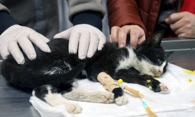 CAN DOSTLARA BÜYÜKŞEHİR ŞEFKATİ